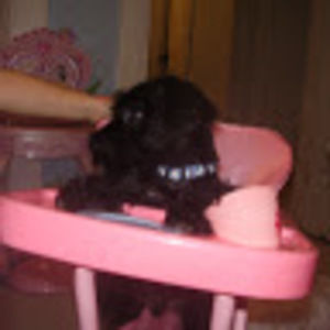 Meet your Posher, Emma